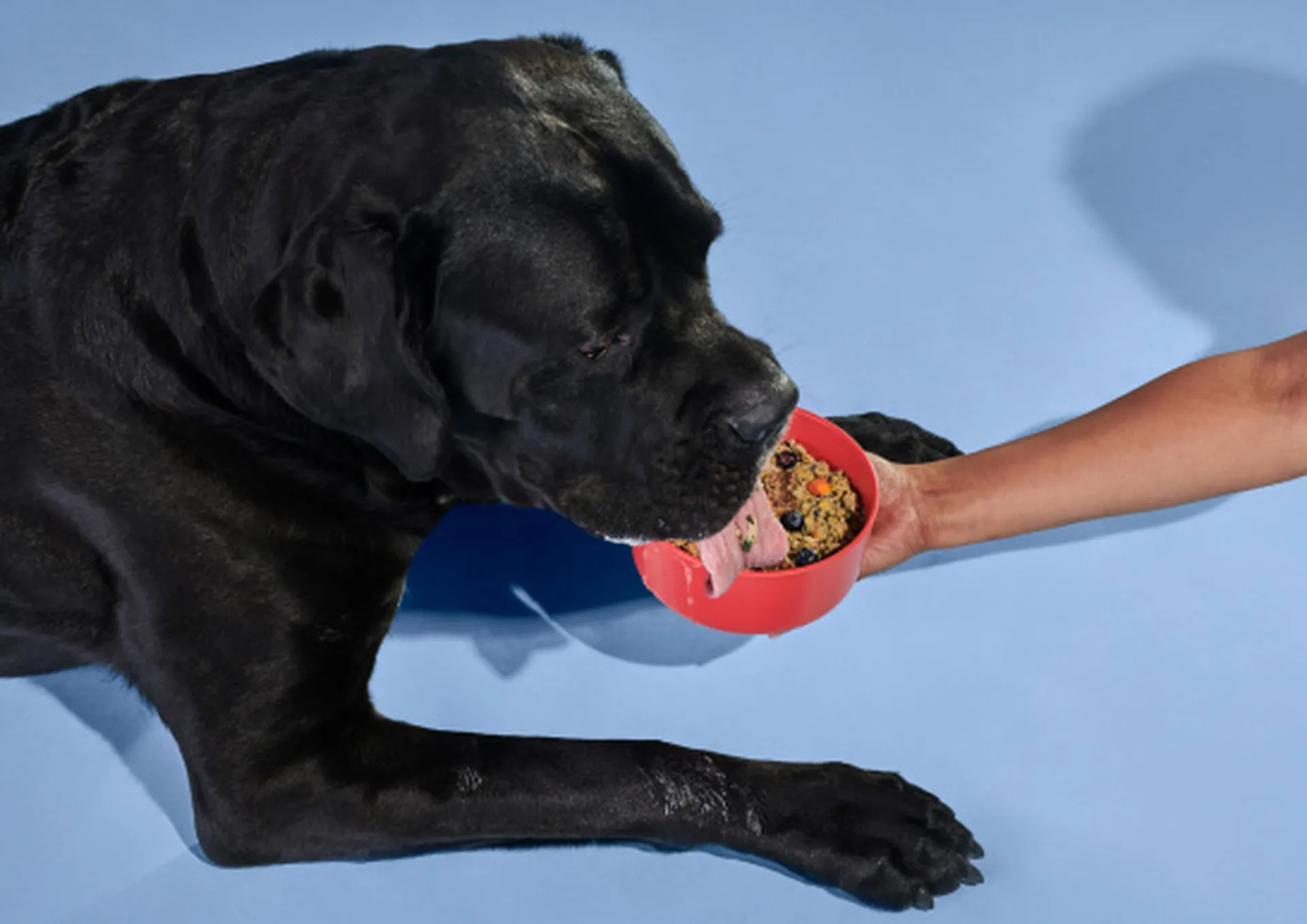 Ollie Dog Food 17