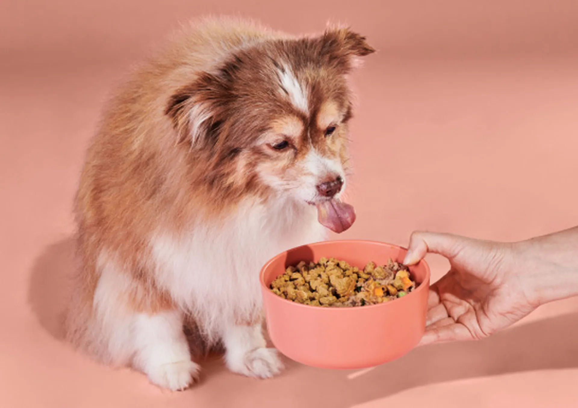 Ollie Dog Food 15