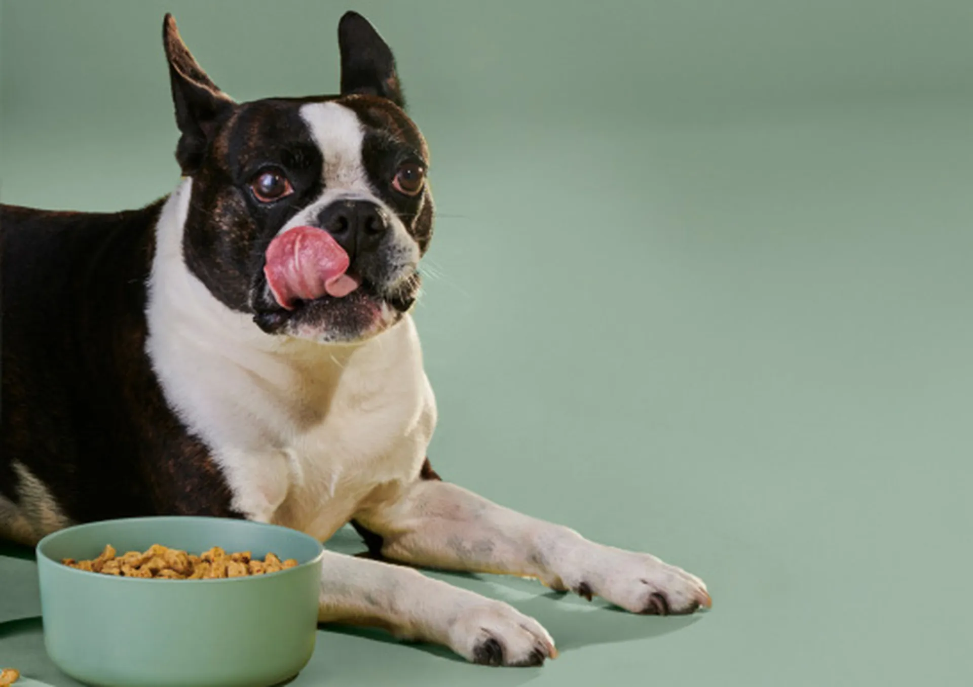 Ollie Dog Food 16