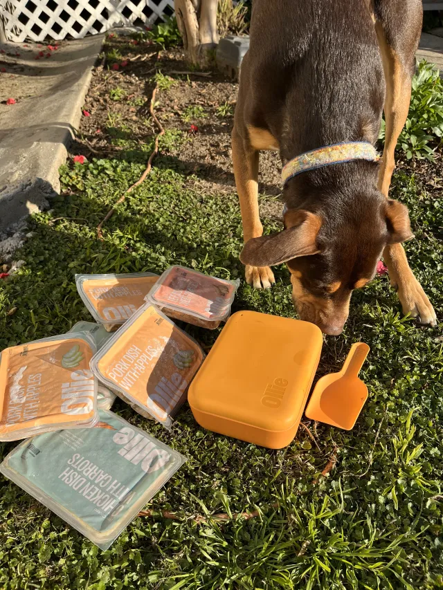 Ollie Dog Food 18