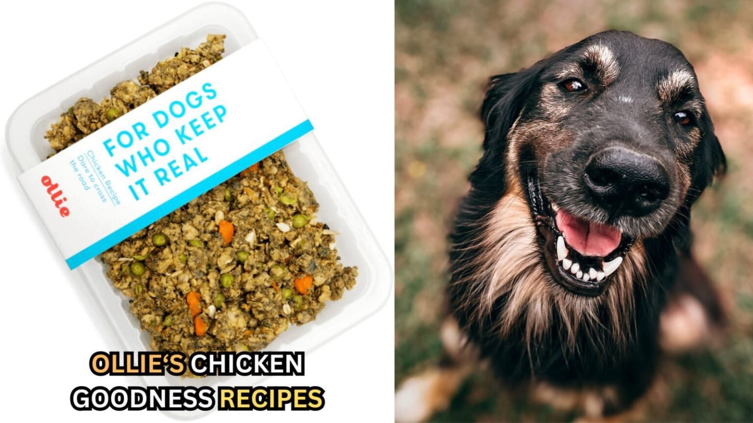 Ollie Dog Food 10