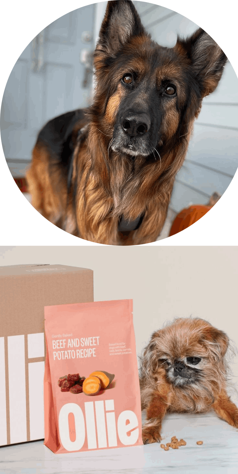 Ollie Dog Food 2